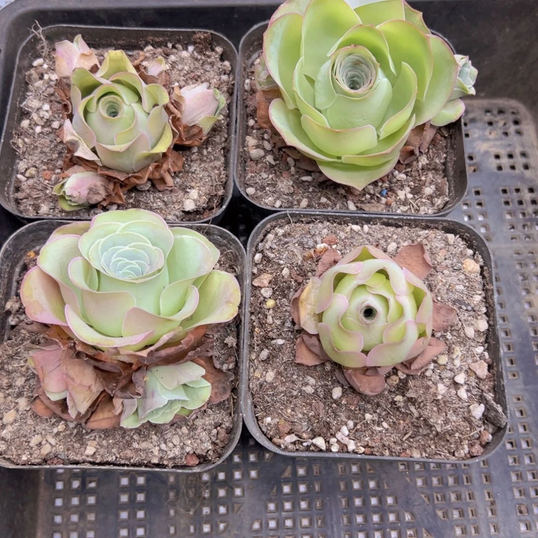 710 侧牙掉了不包损无售后