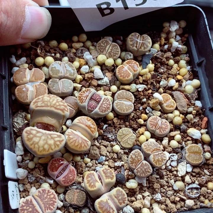 我的小姐姐们都156