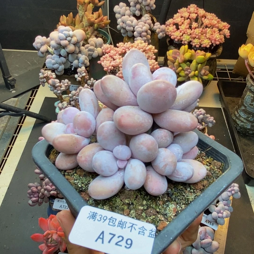 729水光针多肉7c m