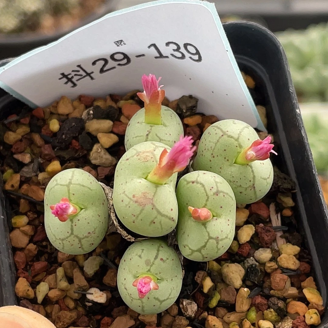 29-139猴多肉植物肉锥