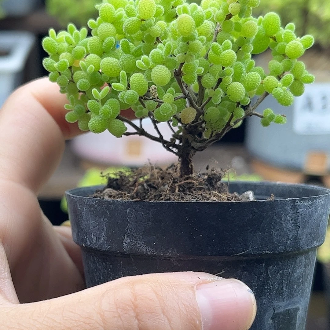 •***酿蜜桔糖球优选枝干