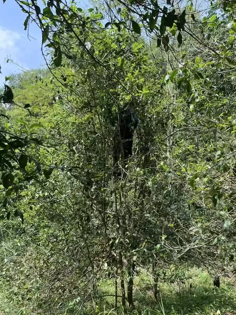 2025麻黑大树头春头采普洱茶生茶