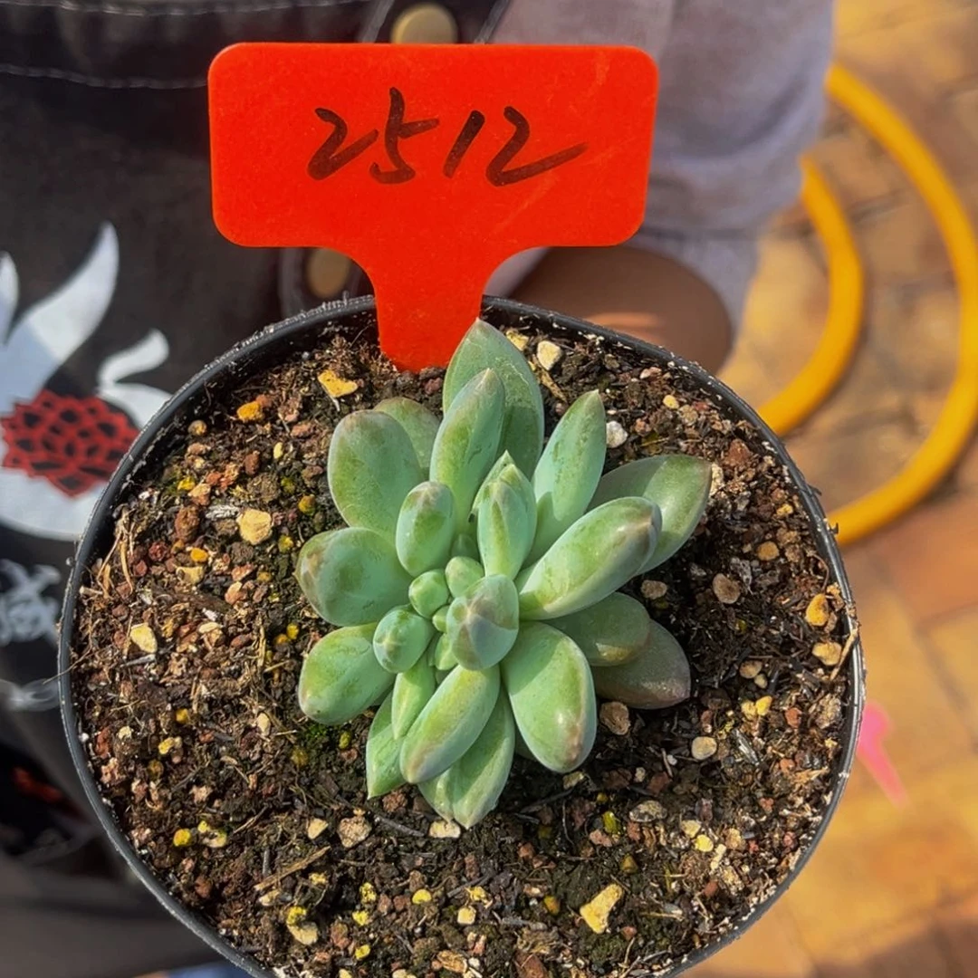 2512号上午多肉植物群生多肉