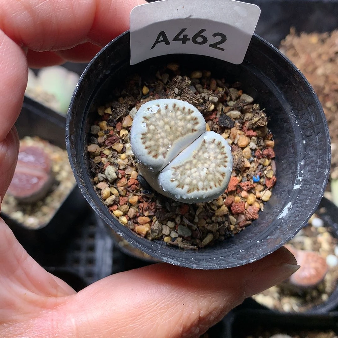 A462多肉植物保护研究所