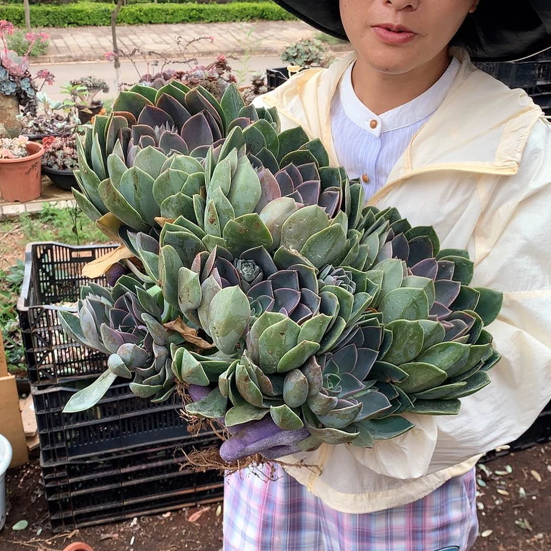 外播大琼斯49多肉植物量拍