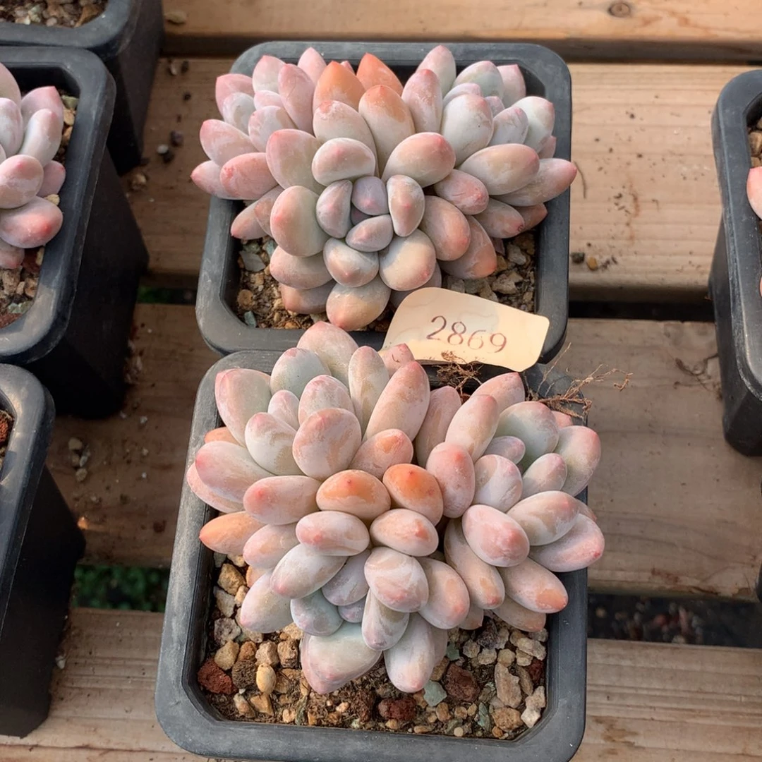 10厘米三头香水两颗2869