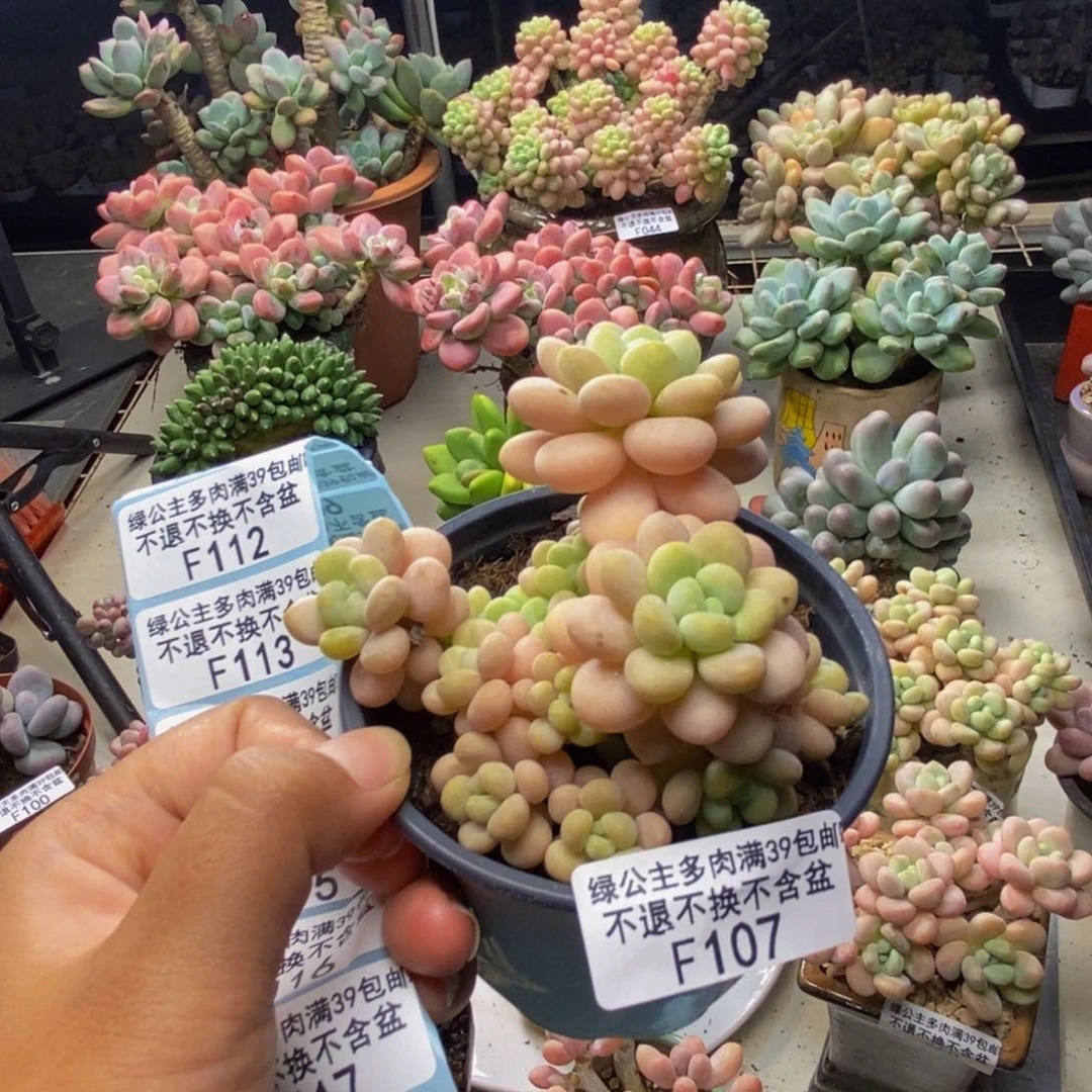 107洛可可多肉7c m