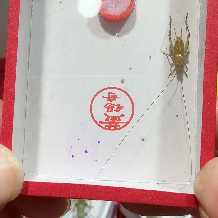 蟋蟀黄总一条尾枪有点长短