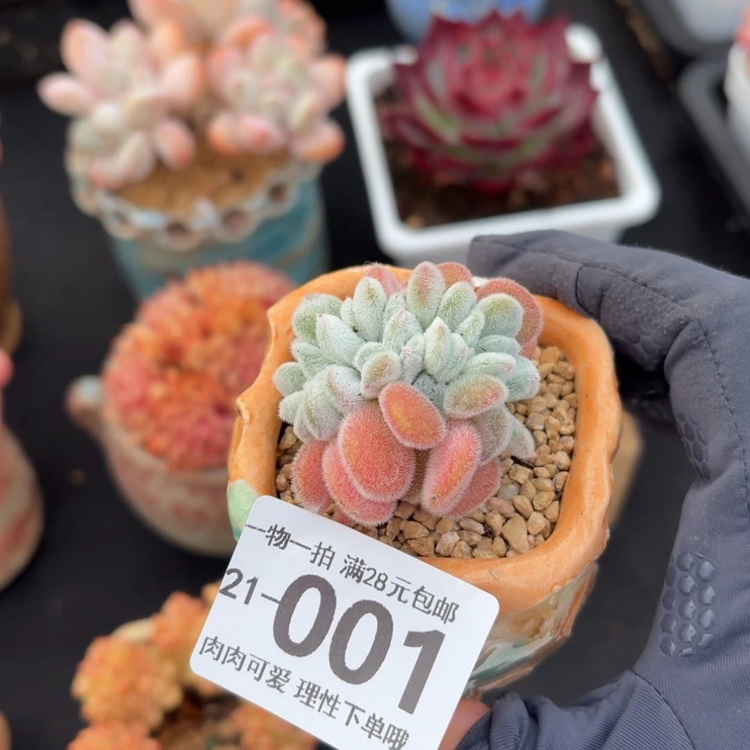 雪晃星缀无盆土发货