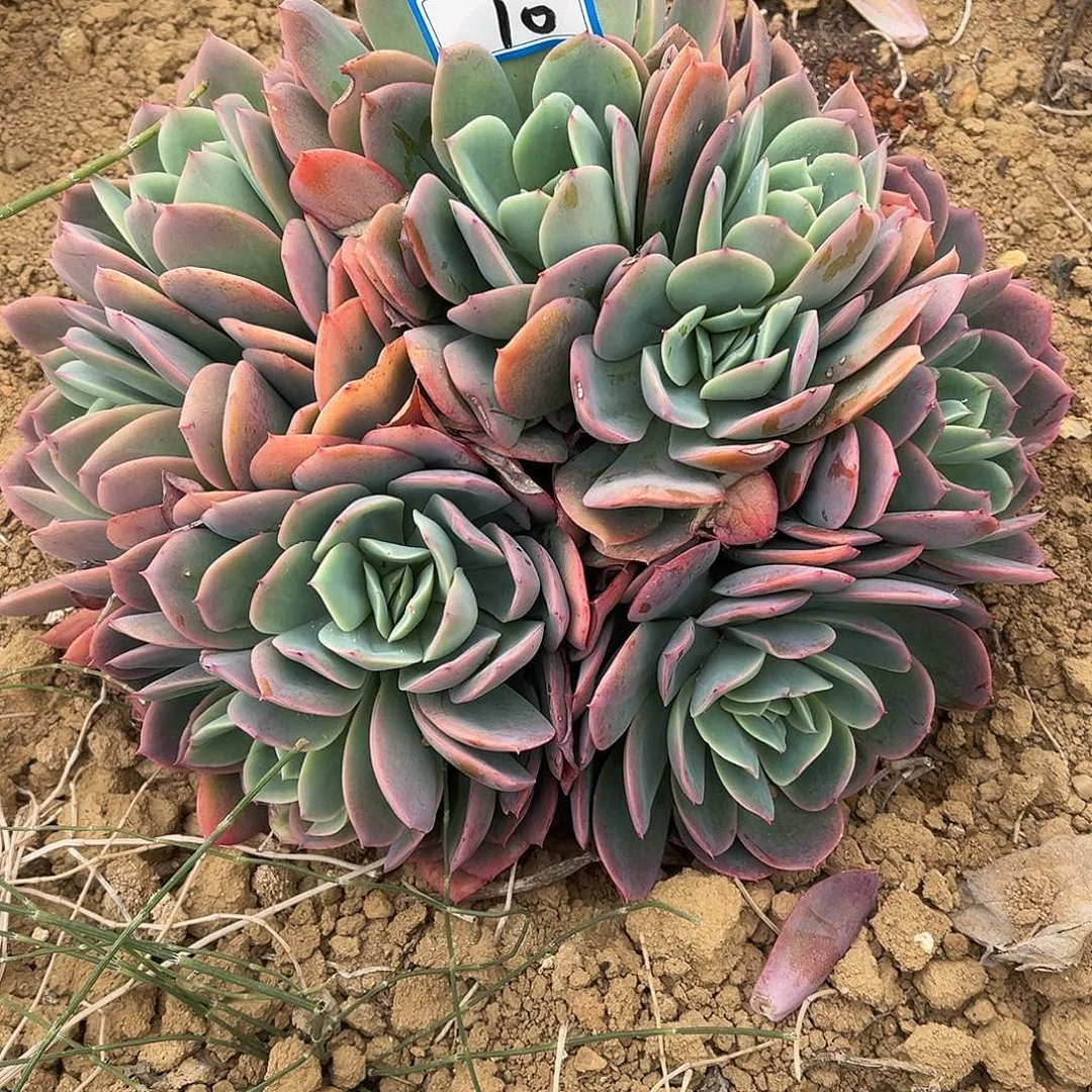 梦***开10号绮罗缀化一物一拍