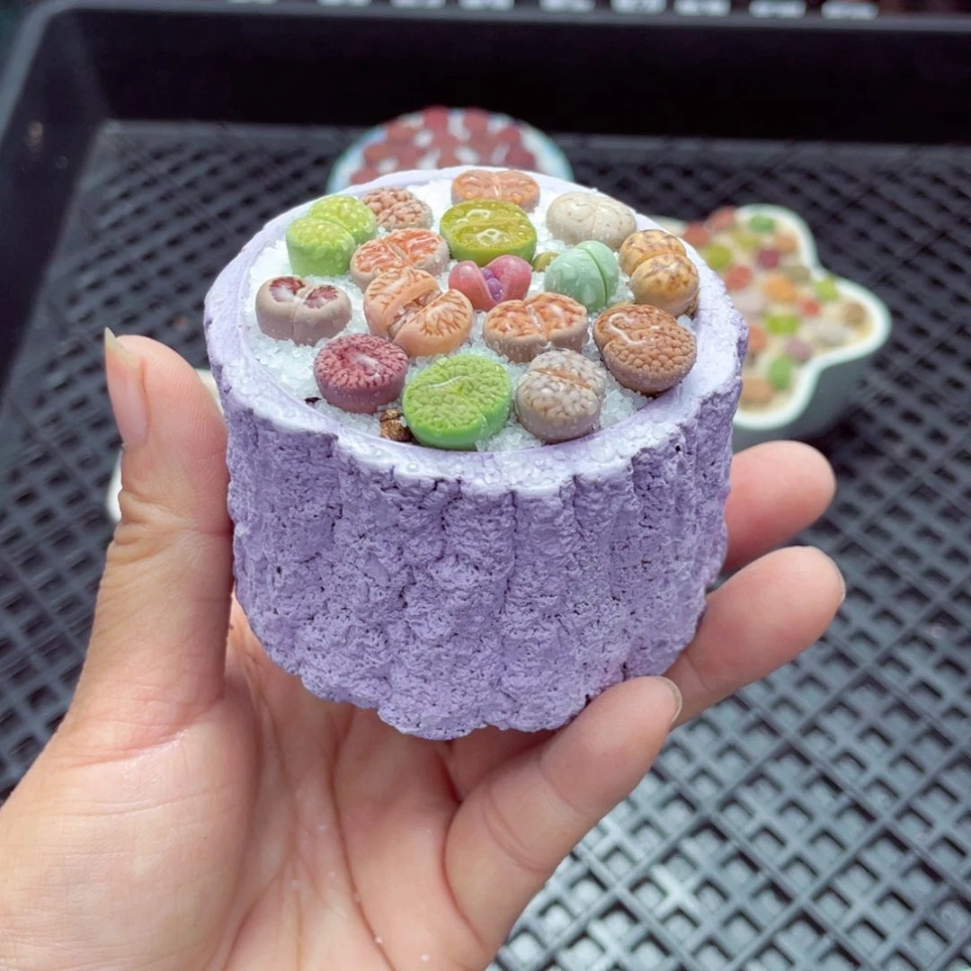 w6791 带盆土发货-零下地区拍保温箱