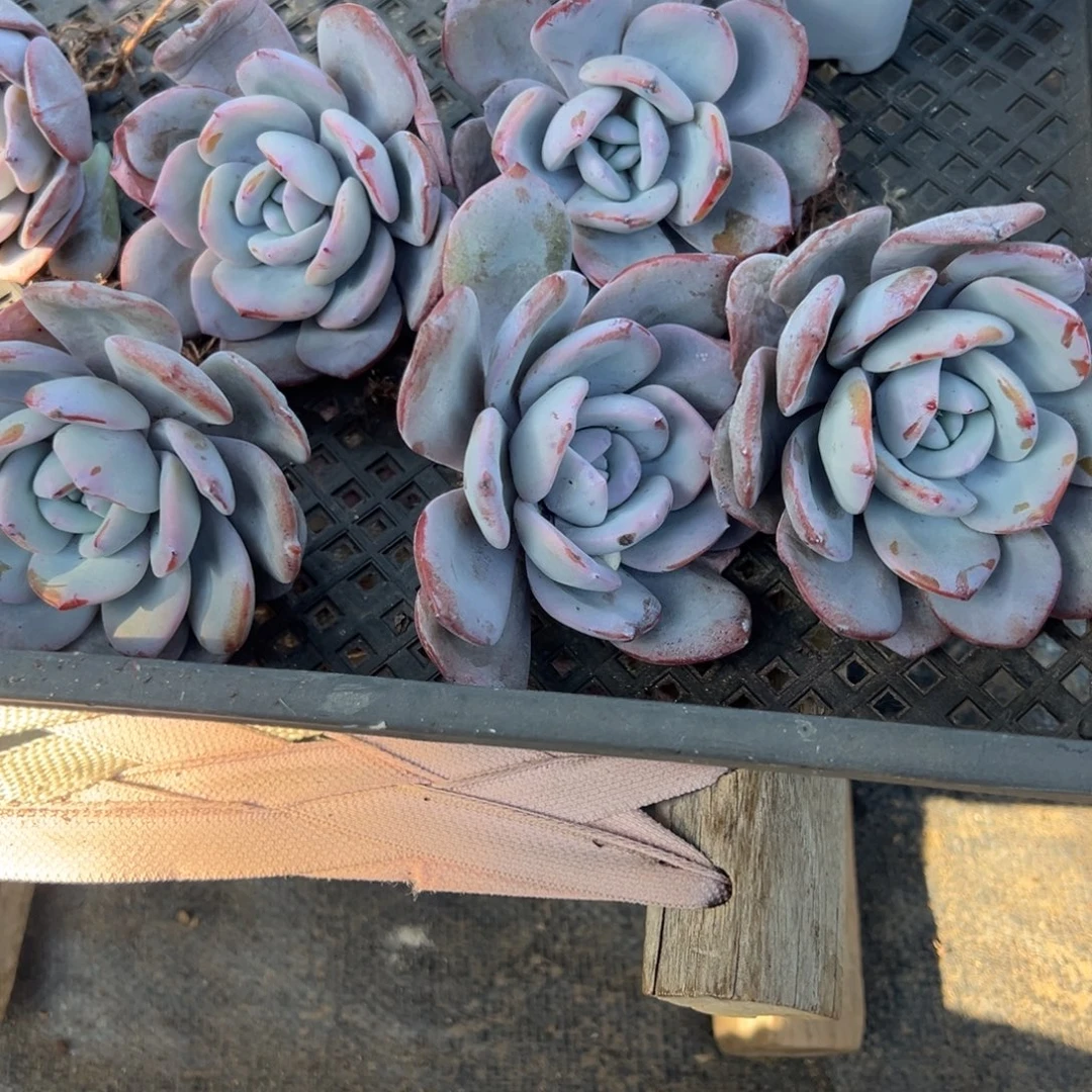 大单头韩版奶茶到手4颗 量拍多肉满18包邮