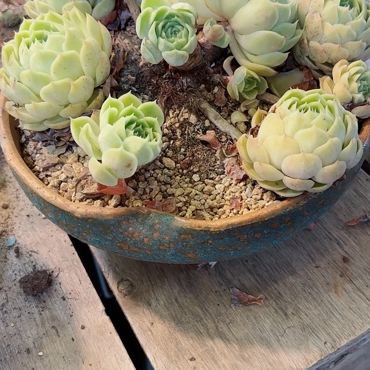 小***月昂斯诺一物一拍10号