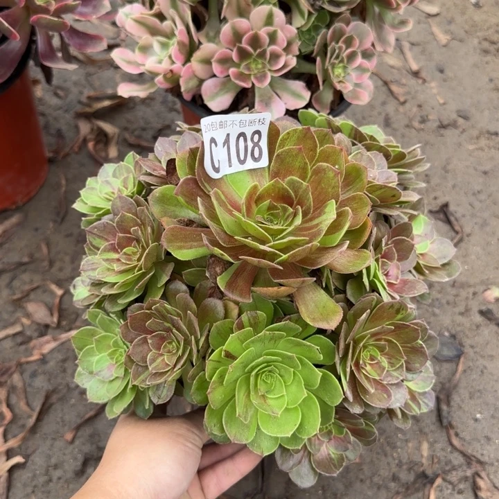 花月夜……多肉植物……