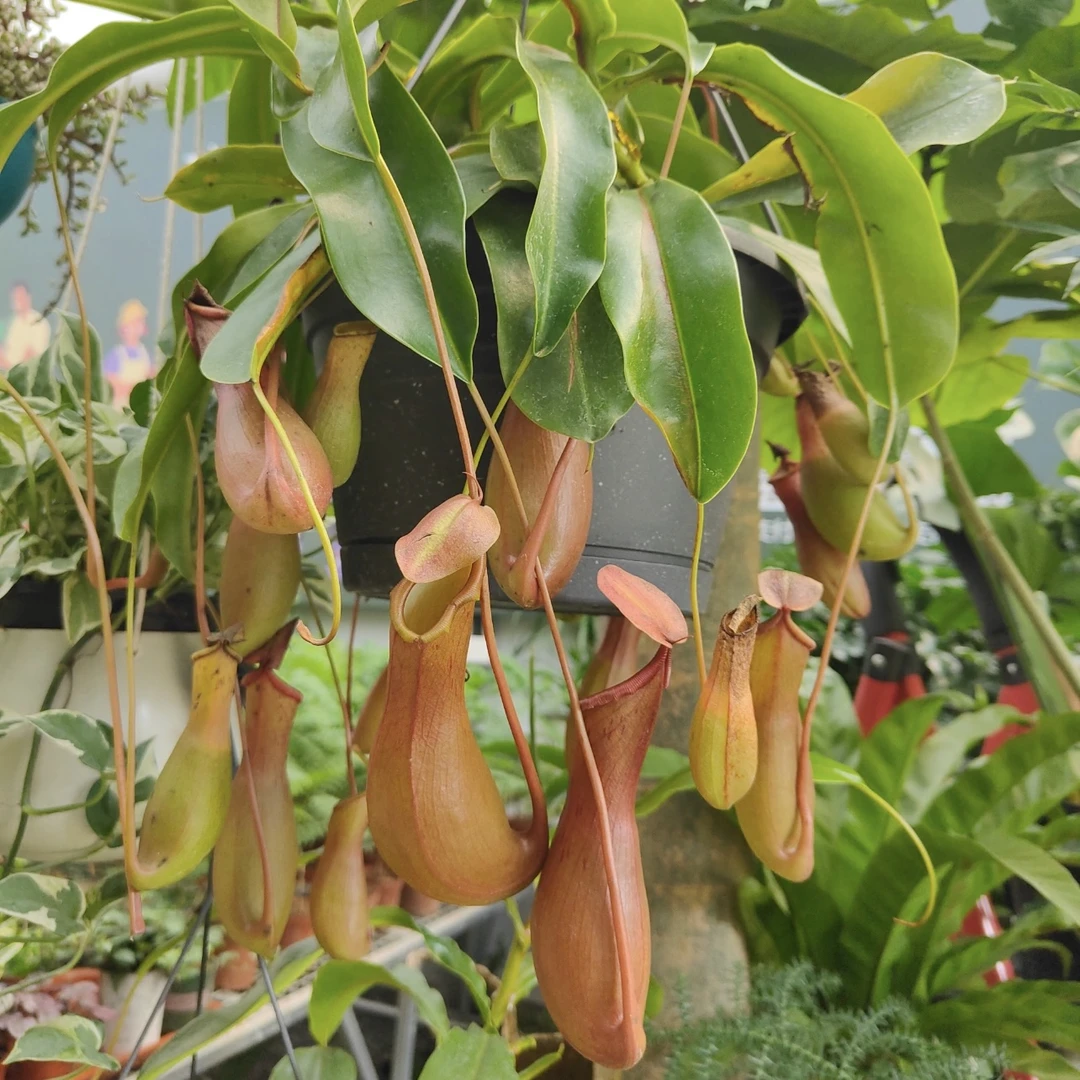 猪笼草盆栽植物家居C位绿植耐热喜潮湿环境室内外花卉绿植盆栽