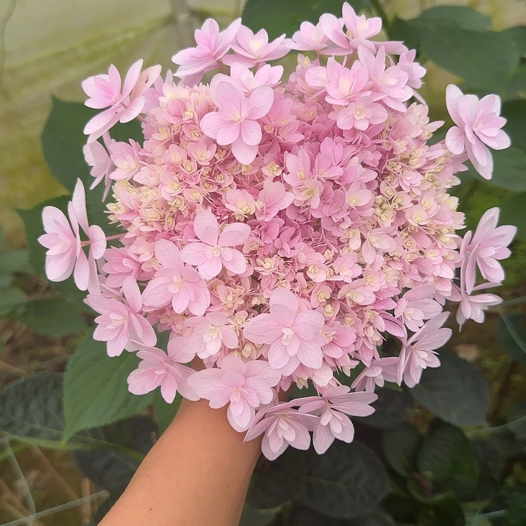绣球切花一物一拍3枝起包邮，177