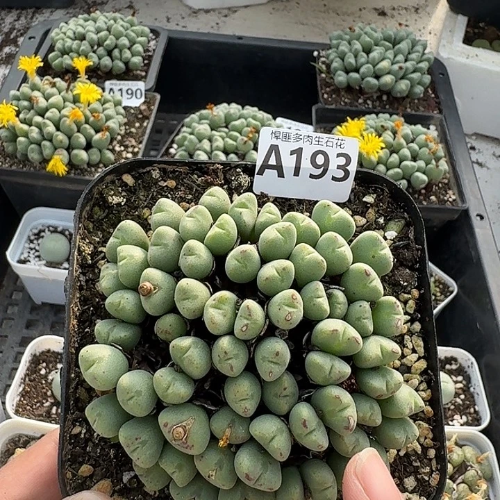 193多肉植物多肉植物