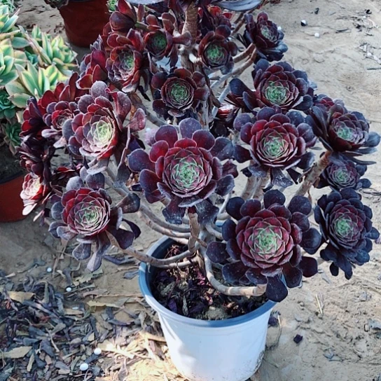 多肉法师红铜中班锦