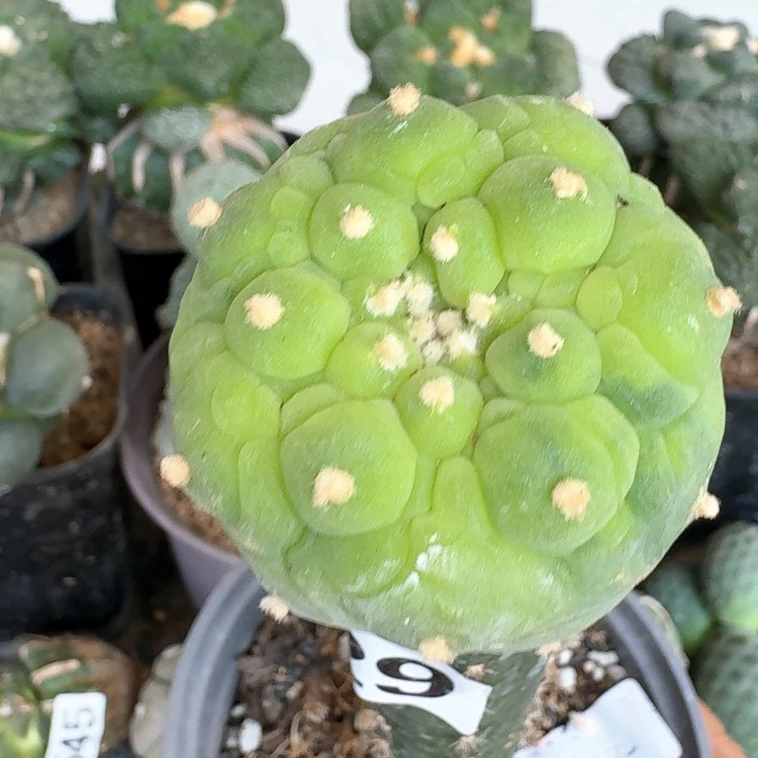 【闪购商品】无花朵海****，大尤鲜锦529