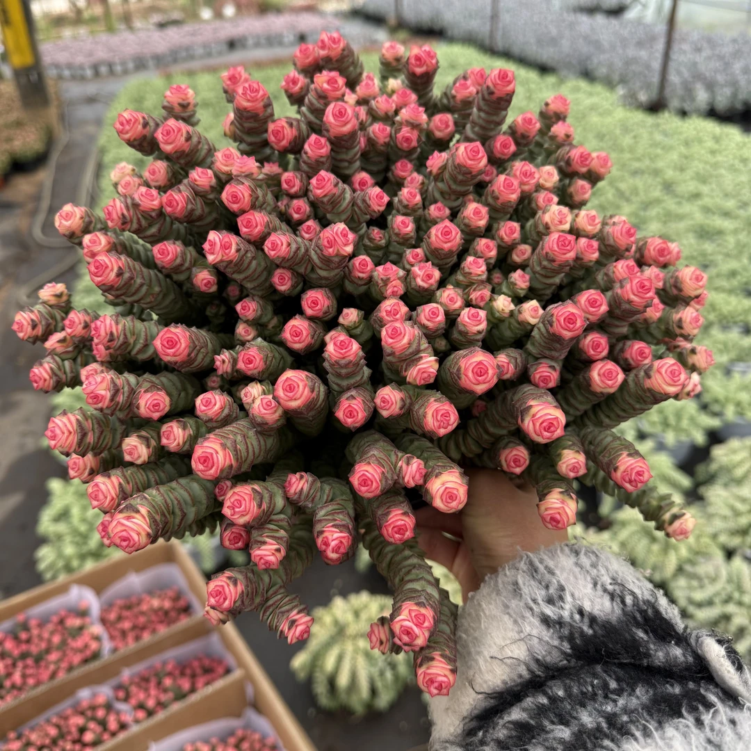 巨无霸锦绣钱串钱多多彩虹钱串 带盆带土发精品多肉植物阳台绿植