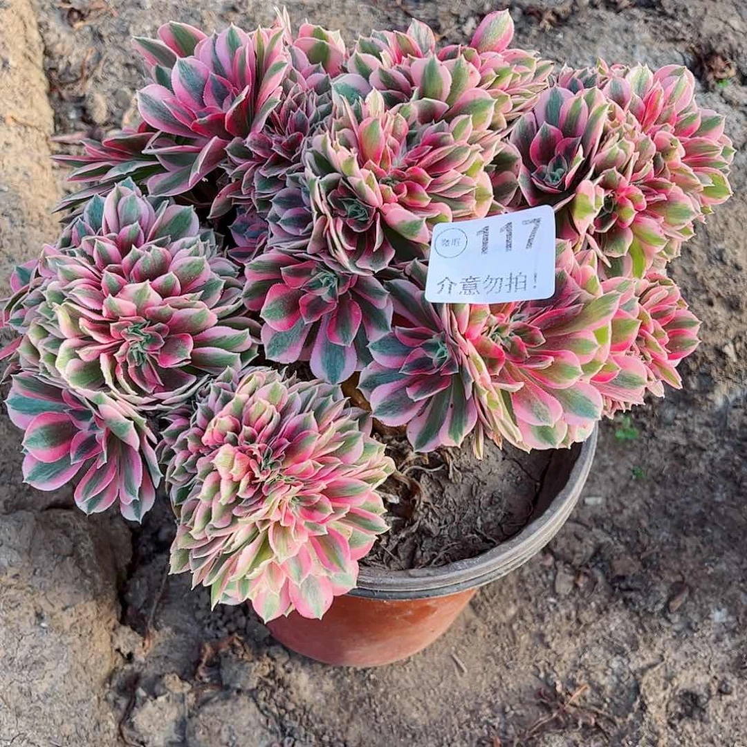 无花朵多肉植物117