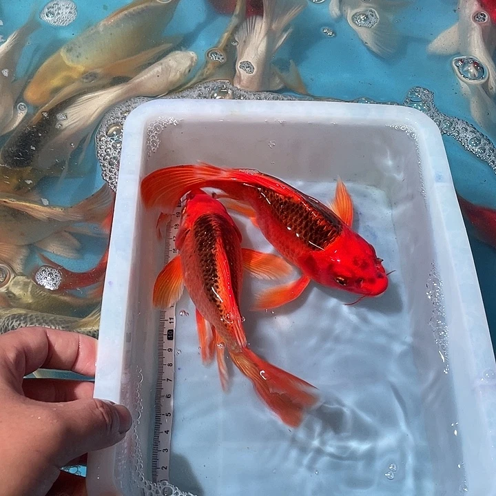 蝴蝶鲤渔场直发99