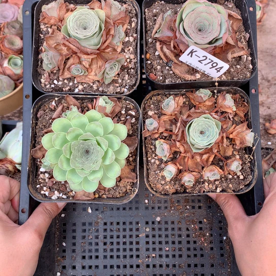 2794 会掉侧芽不售后