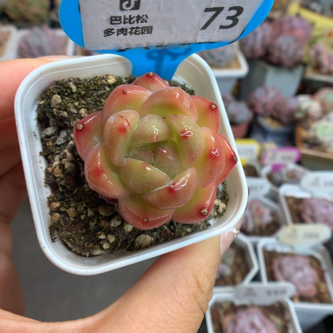 73钻石珍妮多肉植物