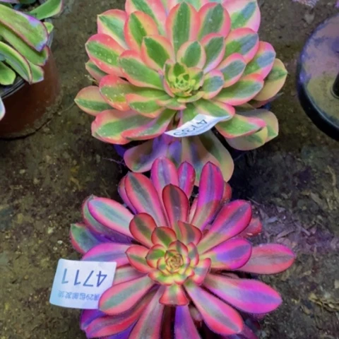 两盆多肉植物4711