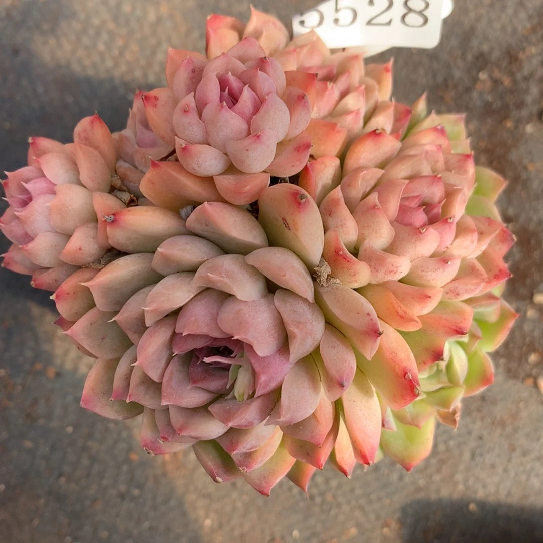 5528杂交精品基地10厘米