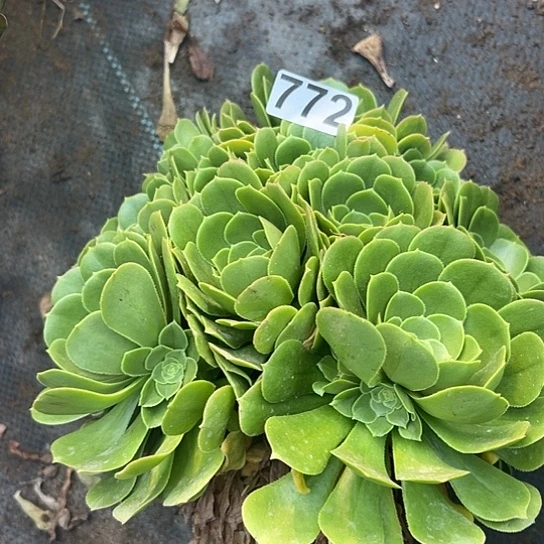 解*多肉植物一个