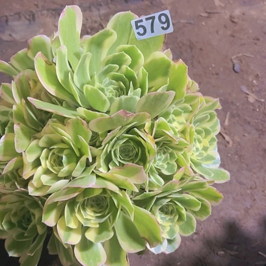 陌*希一颗多肉法师植物