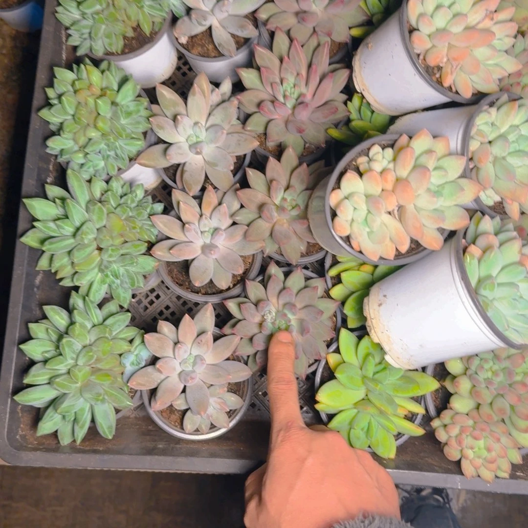 福利开播111111111111111