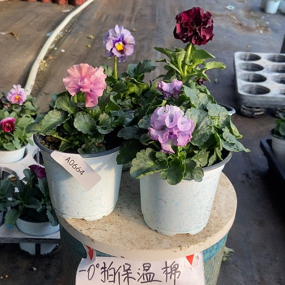大部分花苞少量开放664