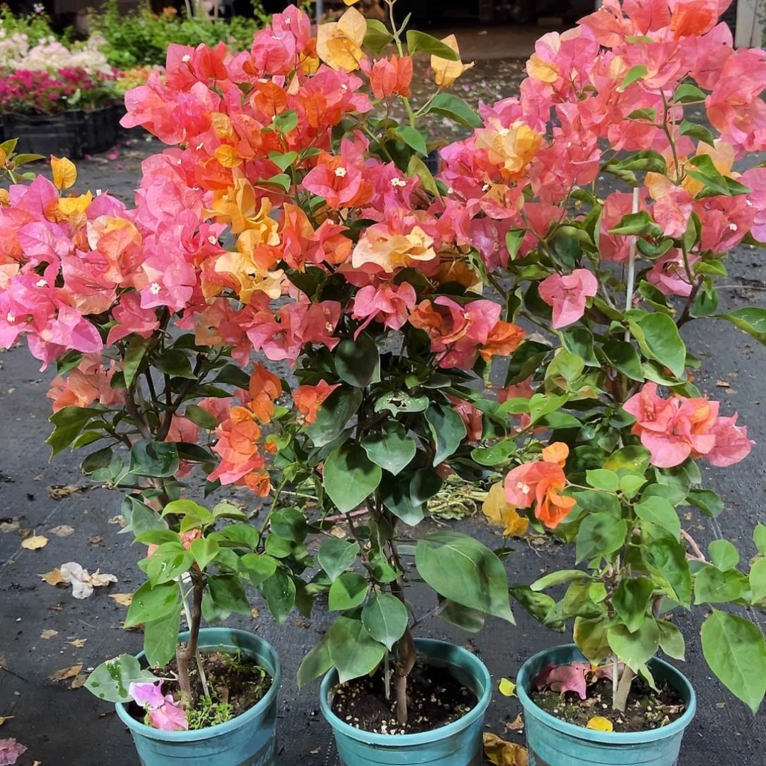 大部分花苞少量开放阿达娜带竹一颗