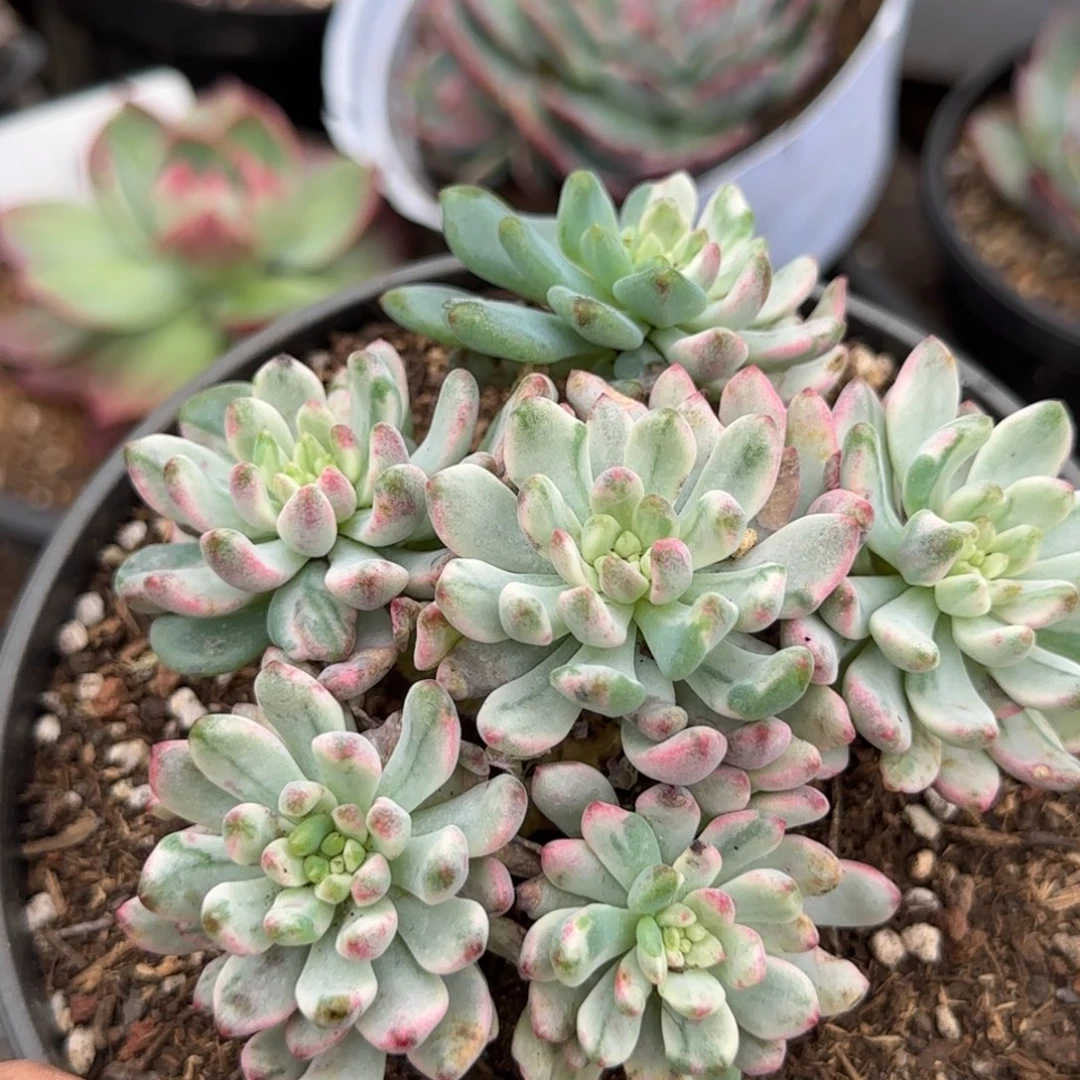 蓝精灵收缩锦惊鸿一物一拍包装收缩花旱