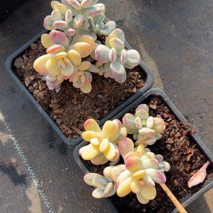 无花朵116号福娘锦两个无砍