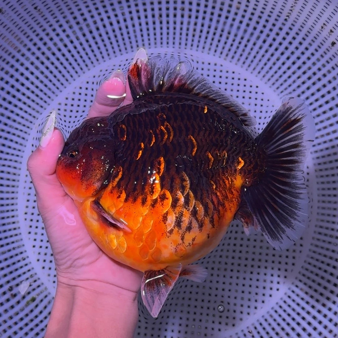 金鱼类不分公母18