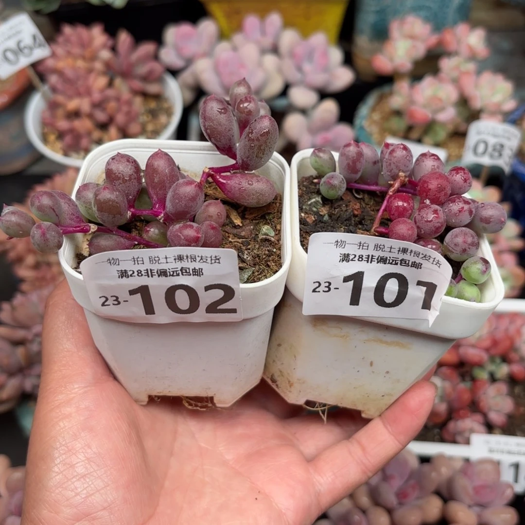 是**呀紫泡泡102  101两棵