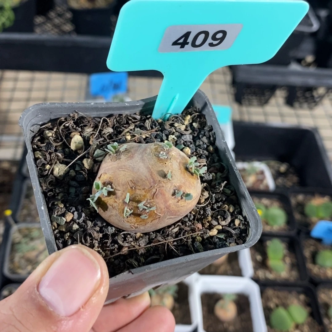 产地格加厚炖菊一个