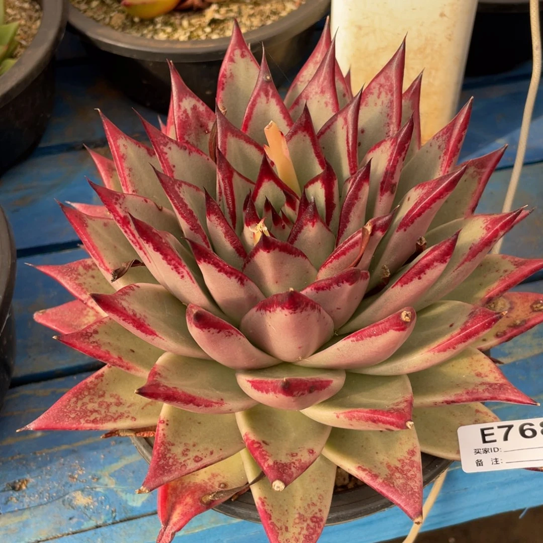 无花朵若如东云组拍E768