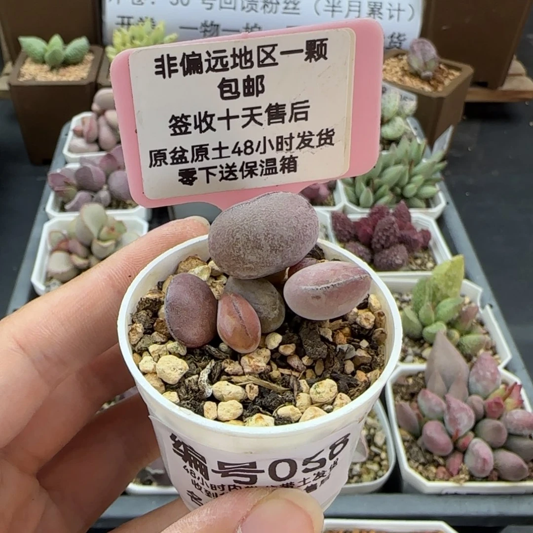 悦****?058球球紫蛋多肉
