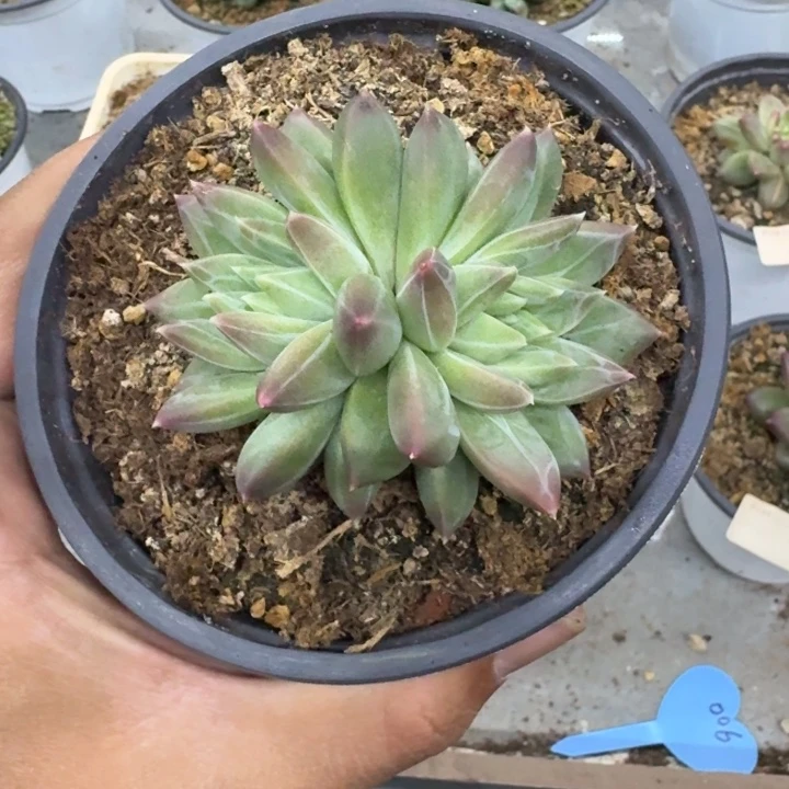 美人杂交 一物一拍