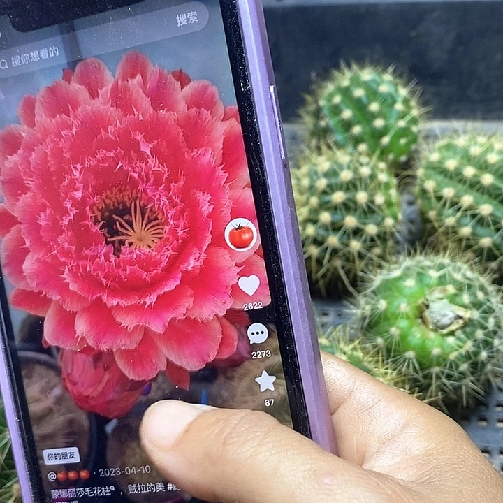 蒙娜丽莎大侧芽一个包邮