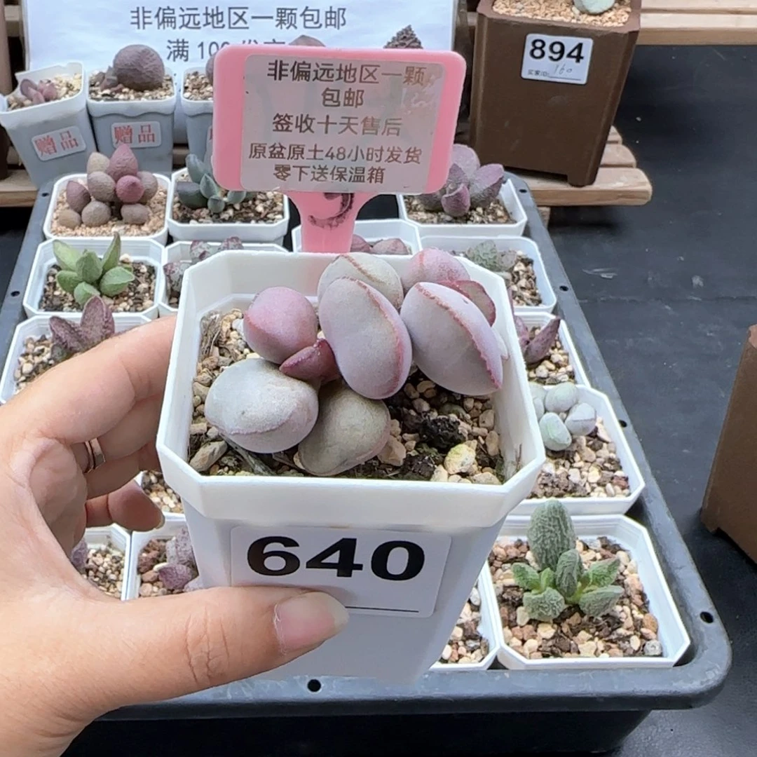 640白肌红蛋微瑕多肉植物