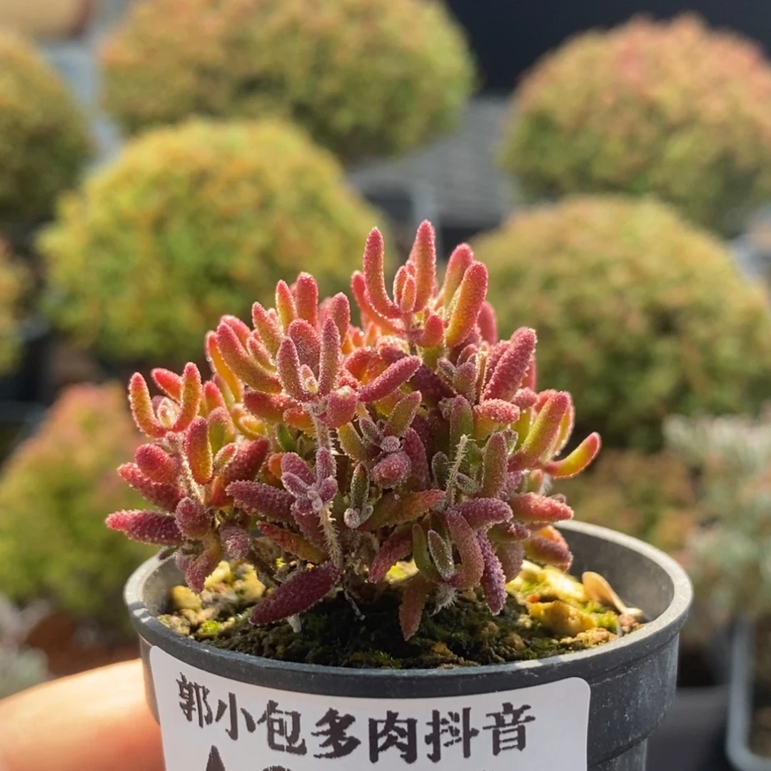 红麒麟2323枝干番杏