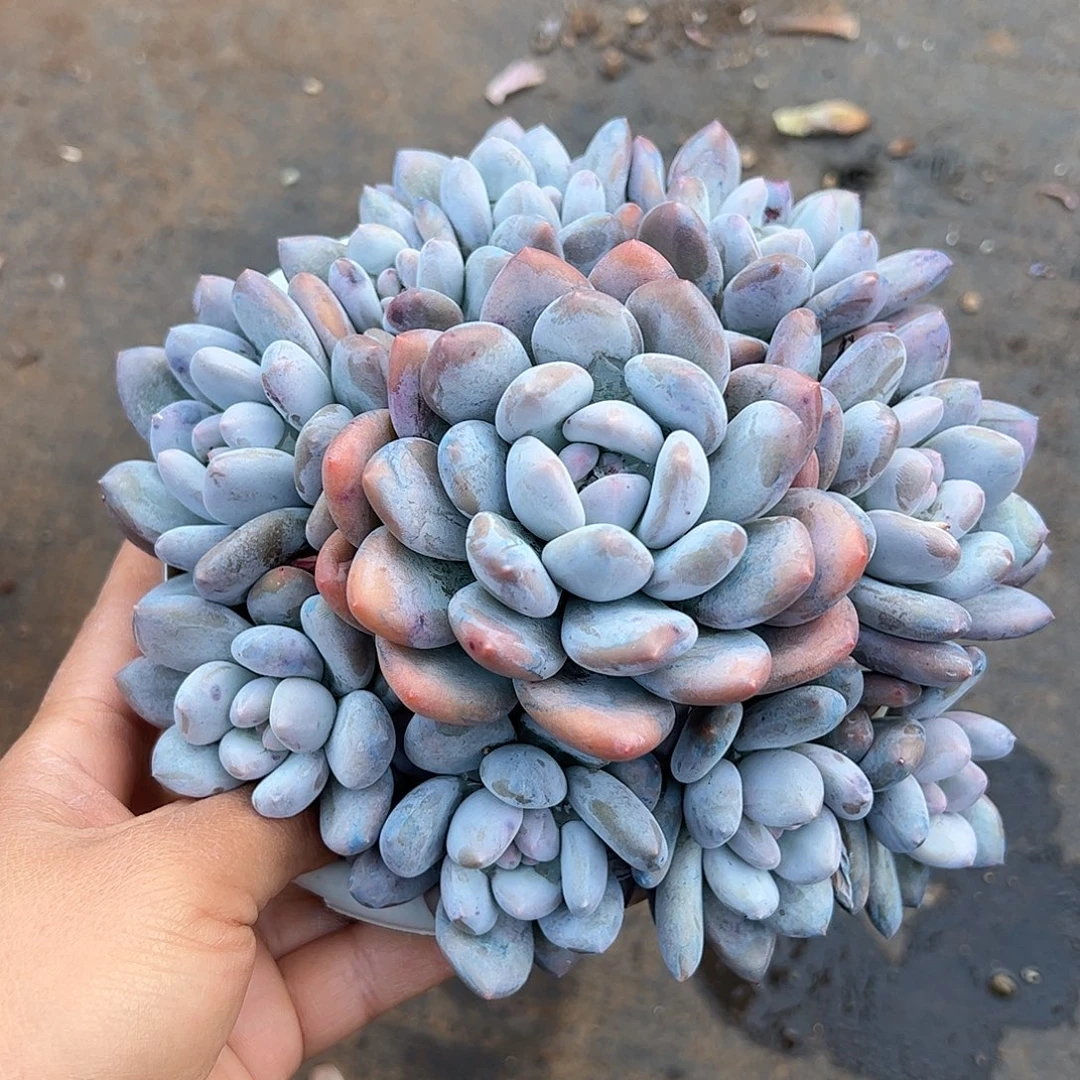 香水杂手捧，一物一拍