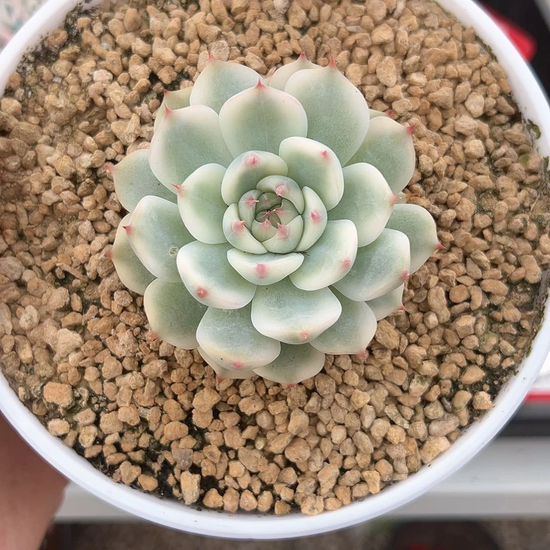 80吉娃娃锦多肉植物