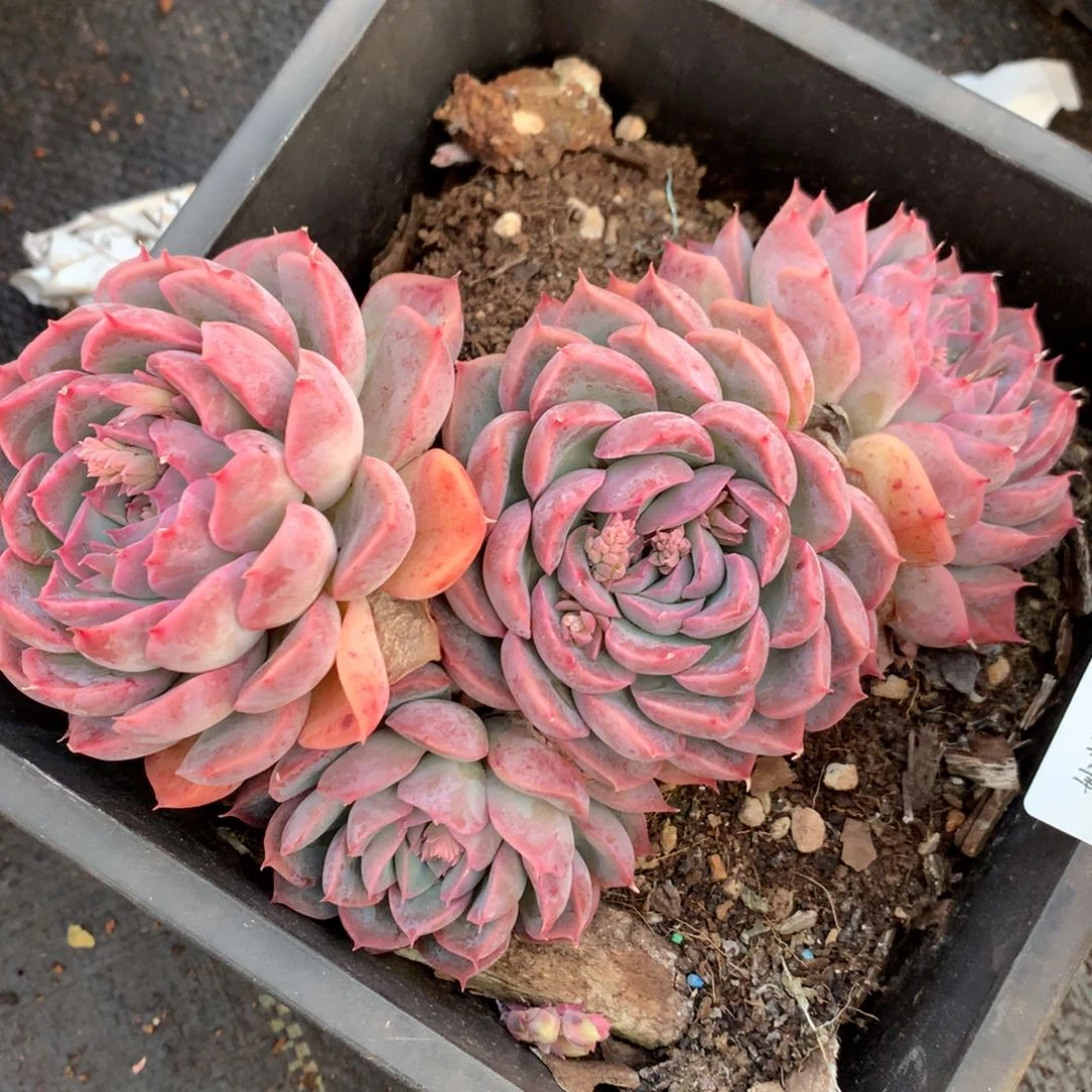 5191杂交精品基地14厘米