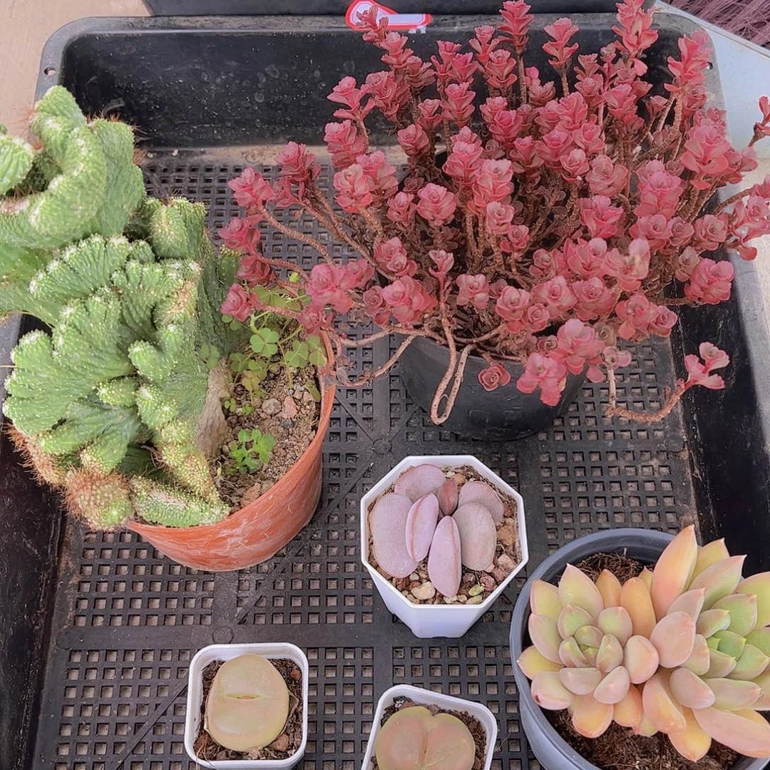 长***人多肉464多肉植物，